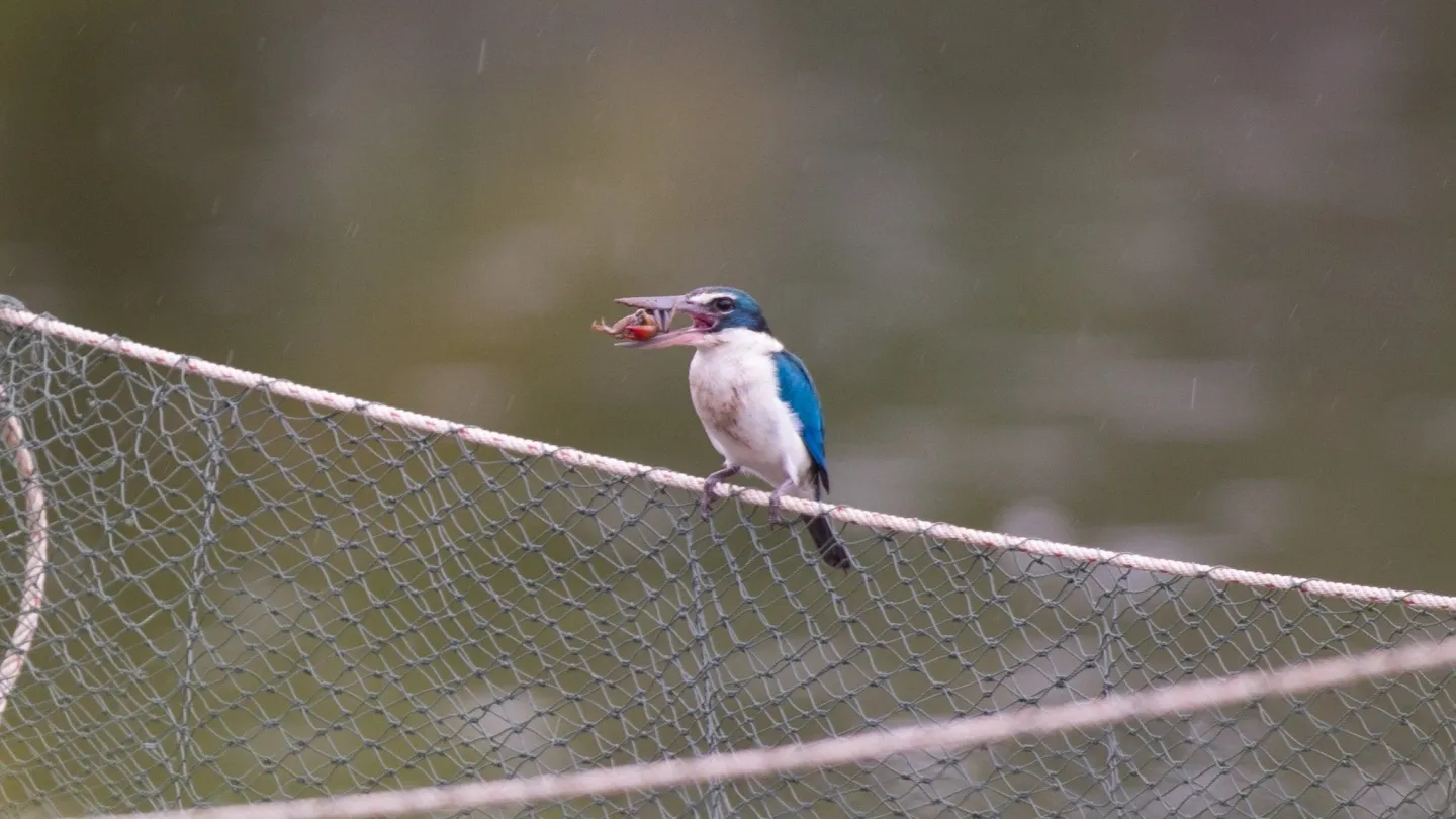 Eisvogel frisst Krebs auf Ast über Fluss, Vietnam