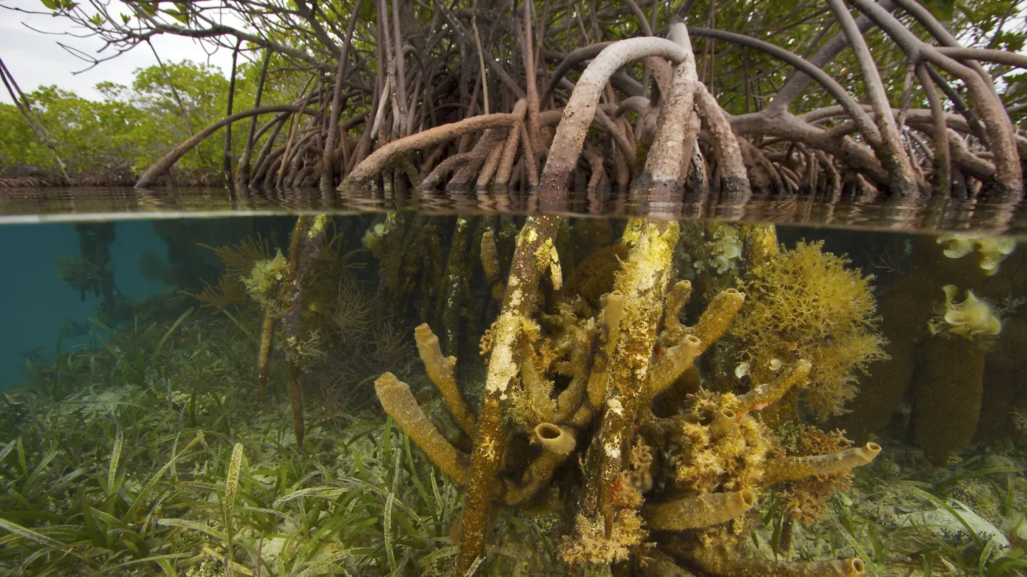 Mangrovenwurzel in Splitview über und unter Wasser, Belize