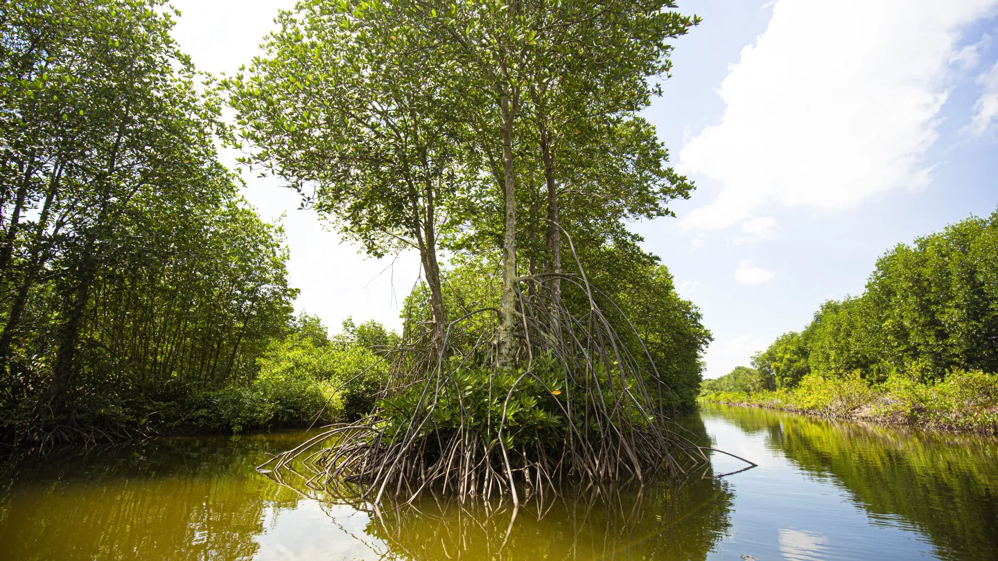 mangrove tree in water, Cà Mau Vietnam