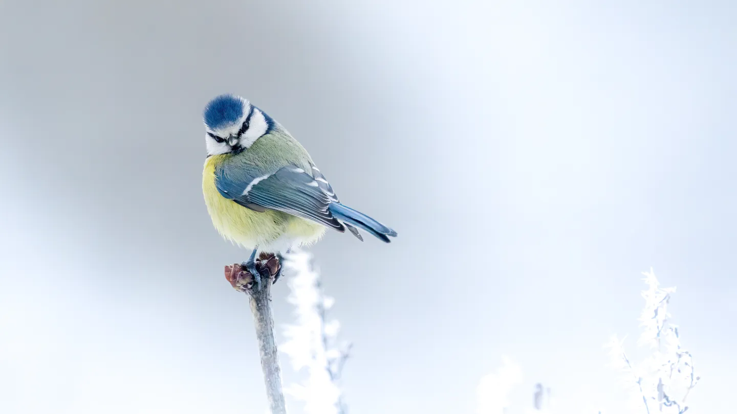 Bild einer Blaumeise