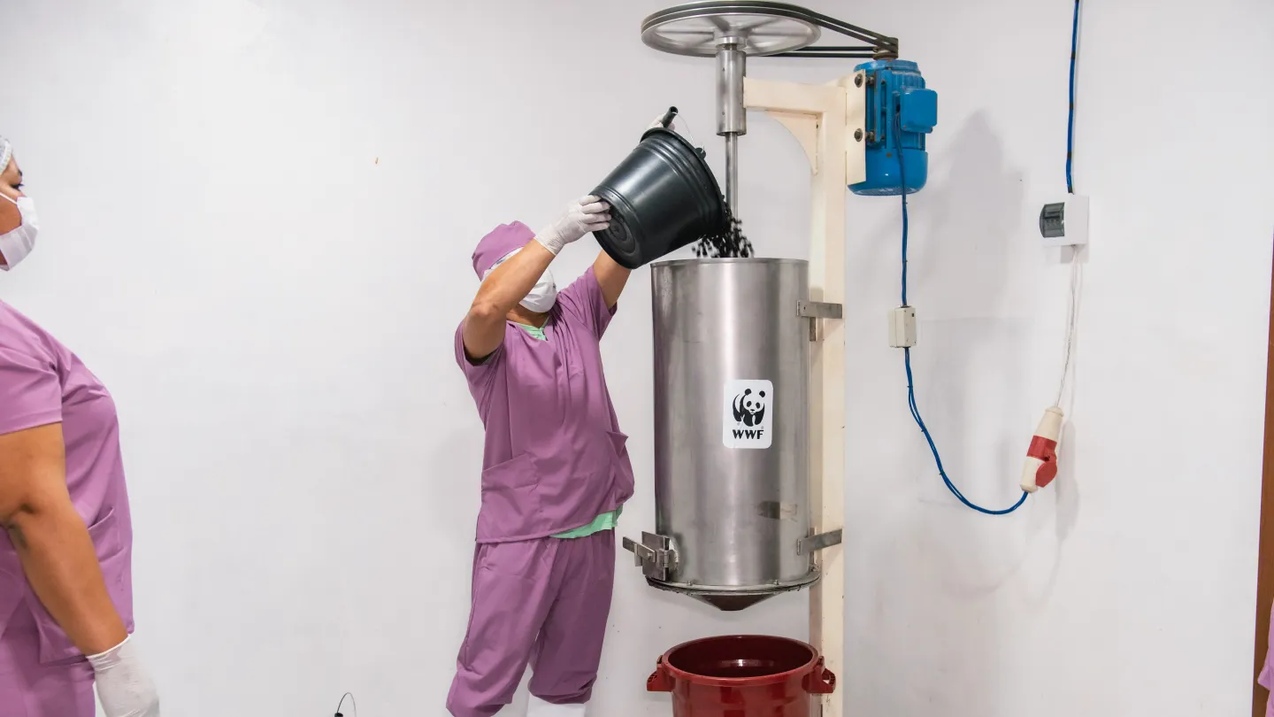 Açai-Beeren werden in den Mixer gefüllt.