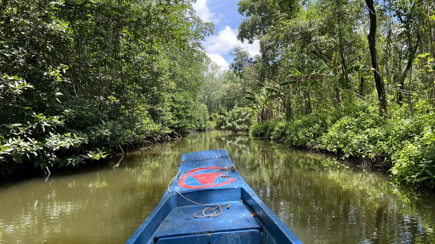 Mangroven-Zucht in Vietnam