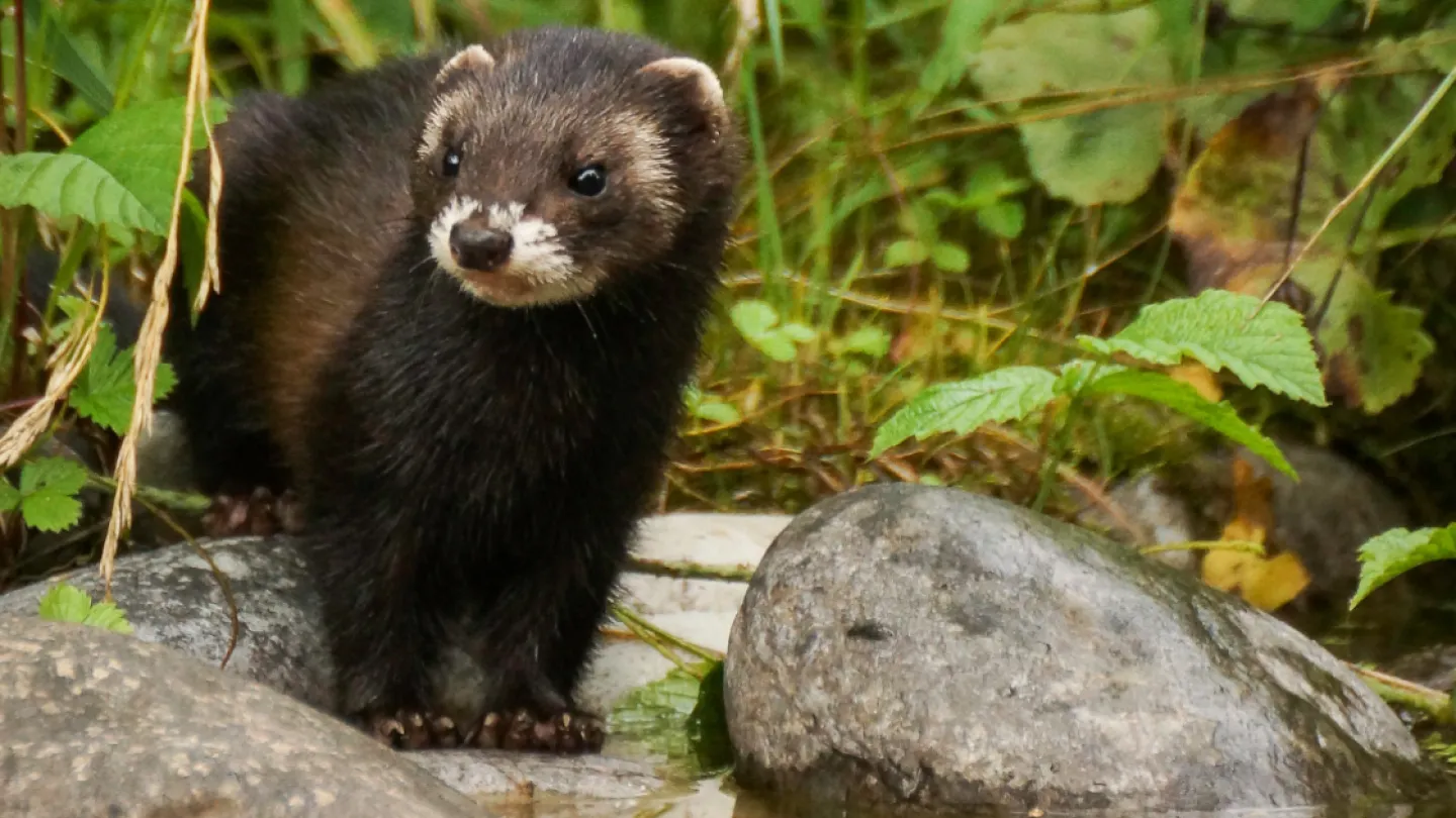Ein Iltis am Weiher - nur für Community-Bild des Monats verwenden