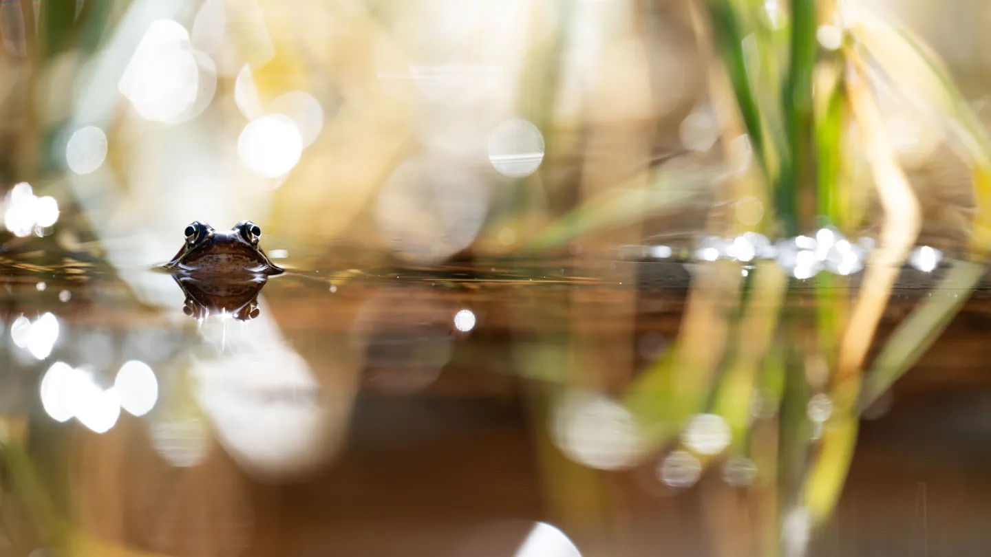 Grasfrosch in einem Teich