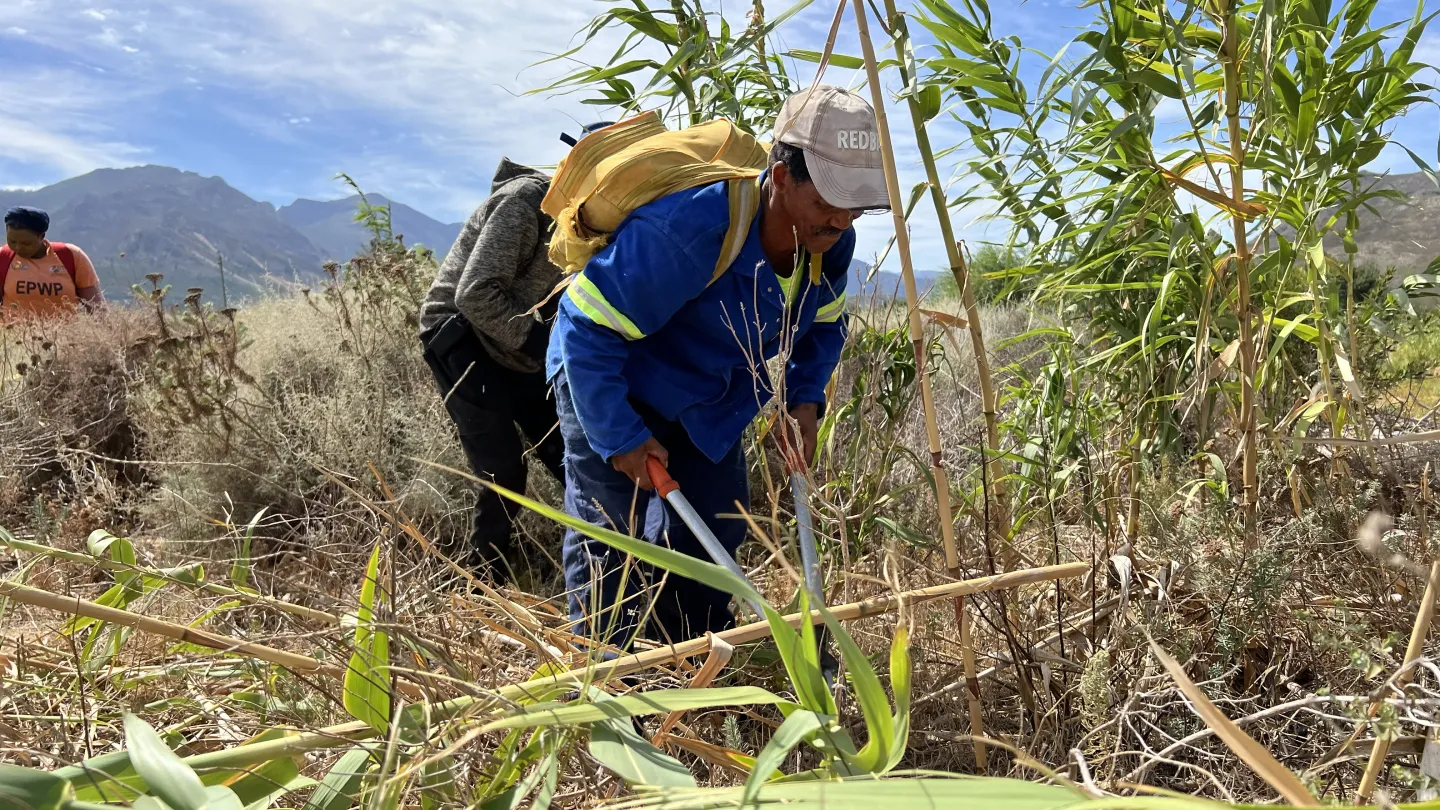 South Africa, clearing of invasive plants