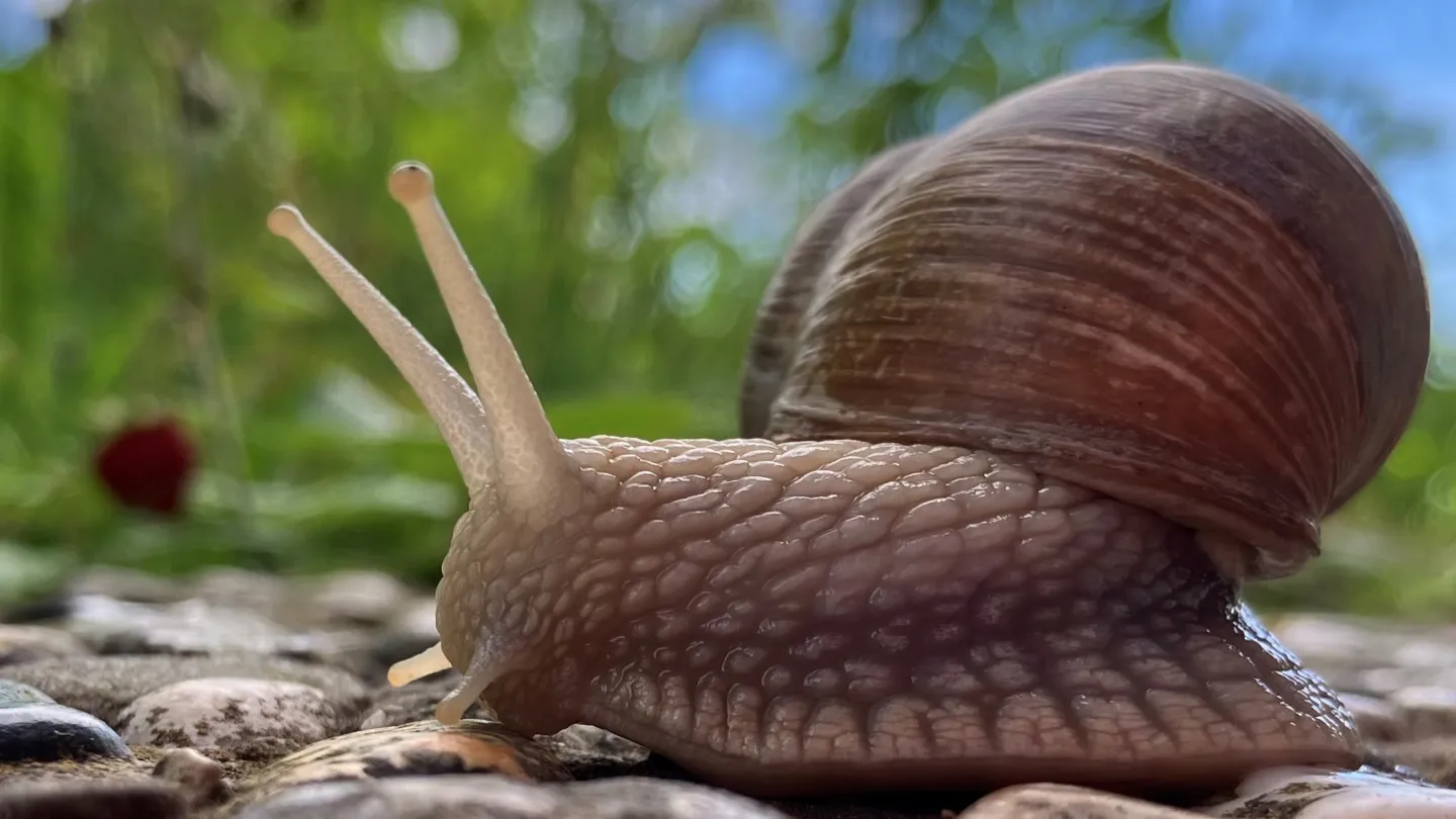 Nahaufnahme einer Schnecke