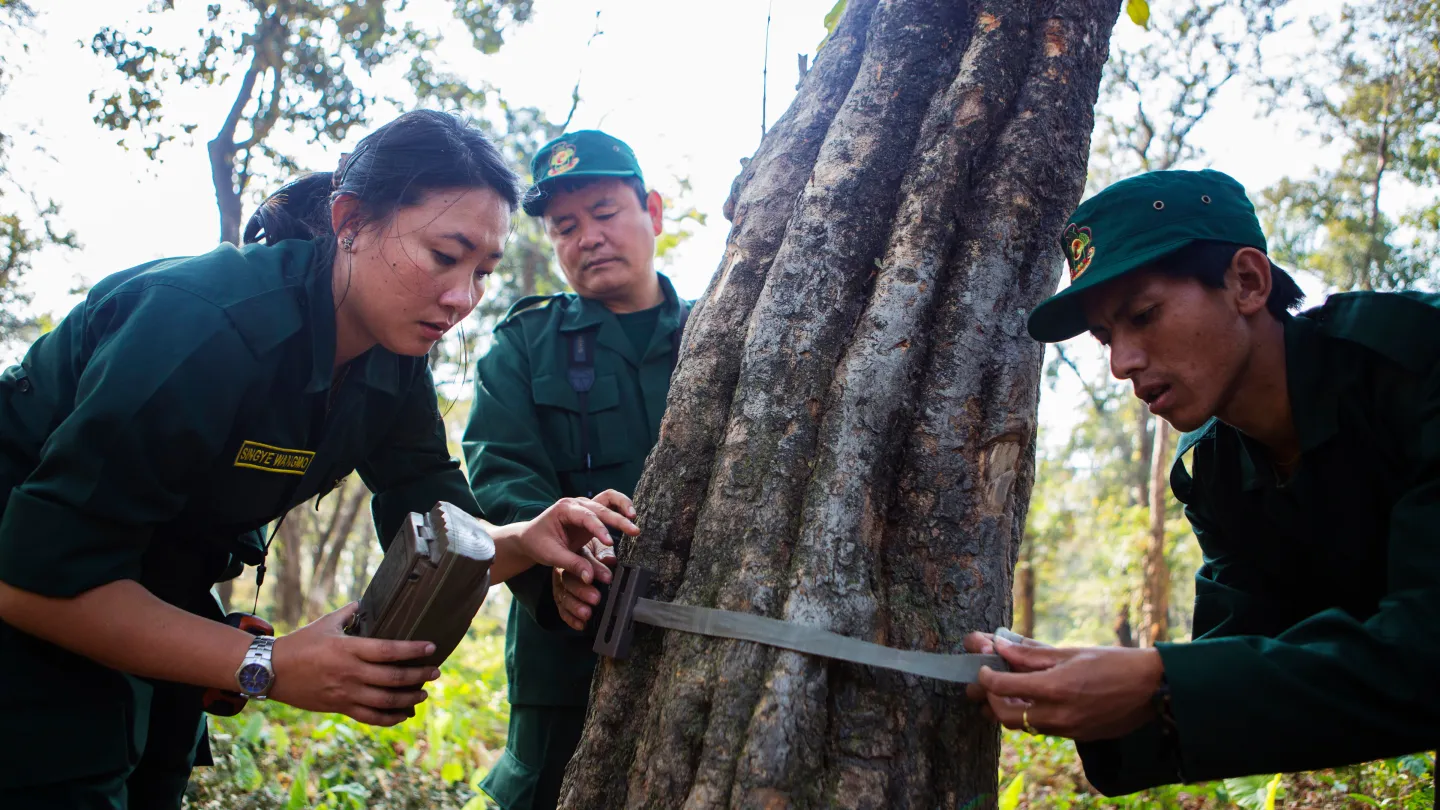 removing invasive plants