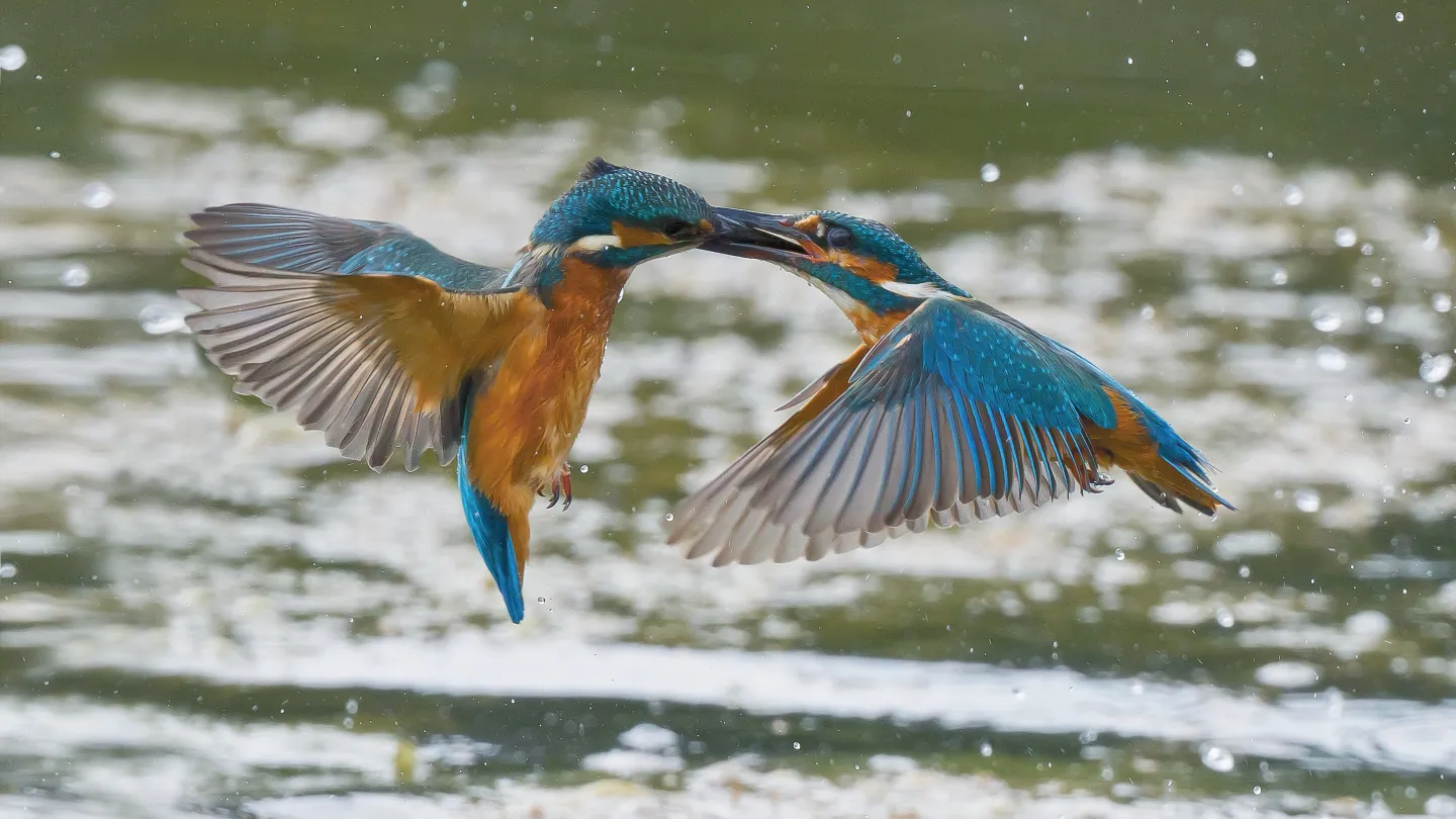Eisvögel beim Revierkampf