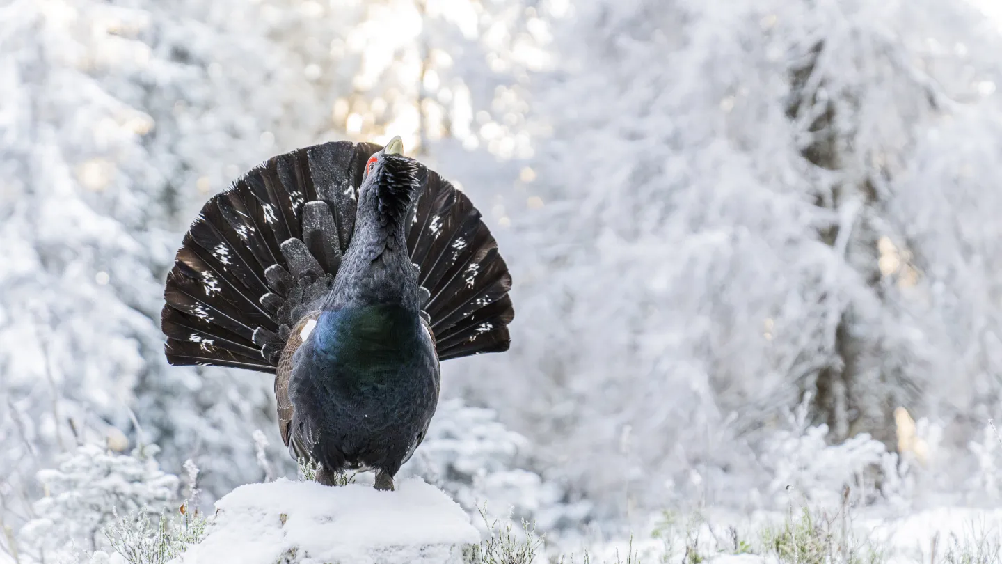 Capercaillie in the forest in the snow