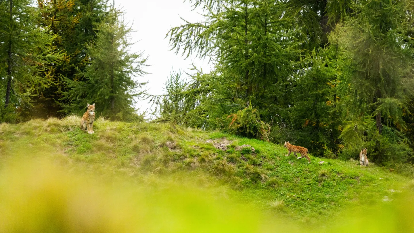 lynx in Swiss forest
