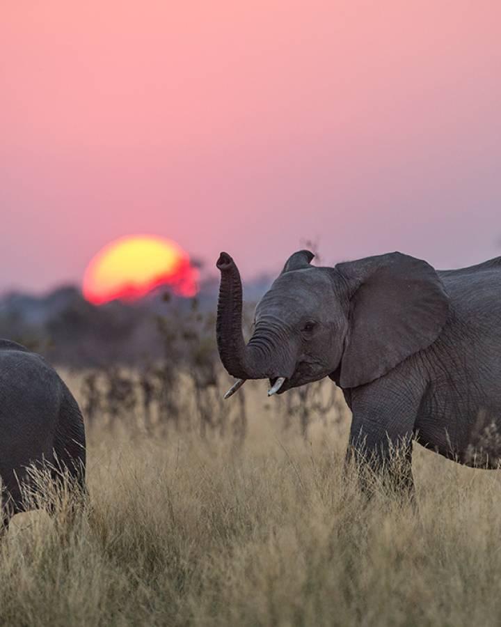 Afrikanische Elefanten im Mudumu Park in Namibia beim Sonnenuntergang