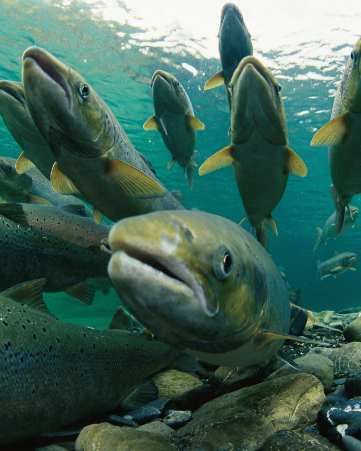 salmone atlantico in acqua