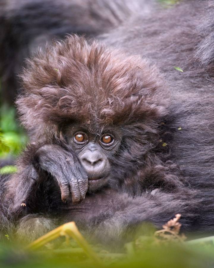 Jeune gorille de montagne au Rwanda