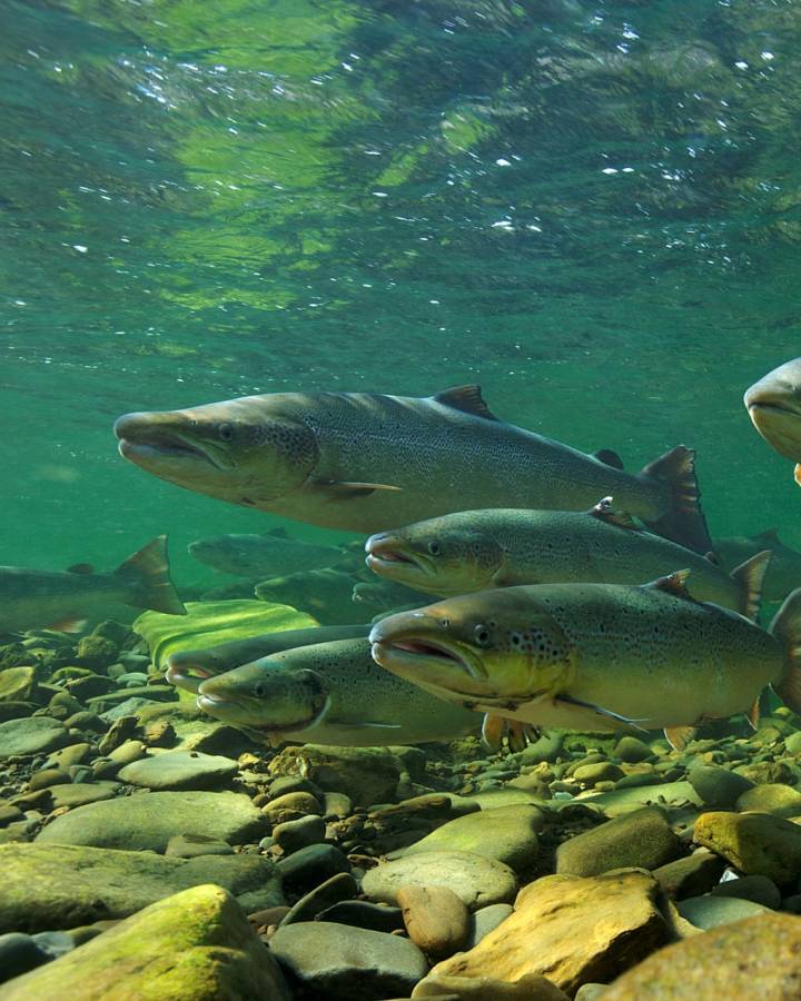 Salmon River en Suisse