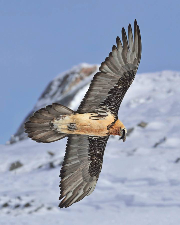 Bartgeier am Fliegen