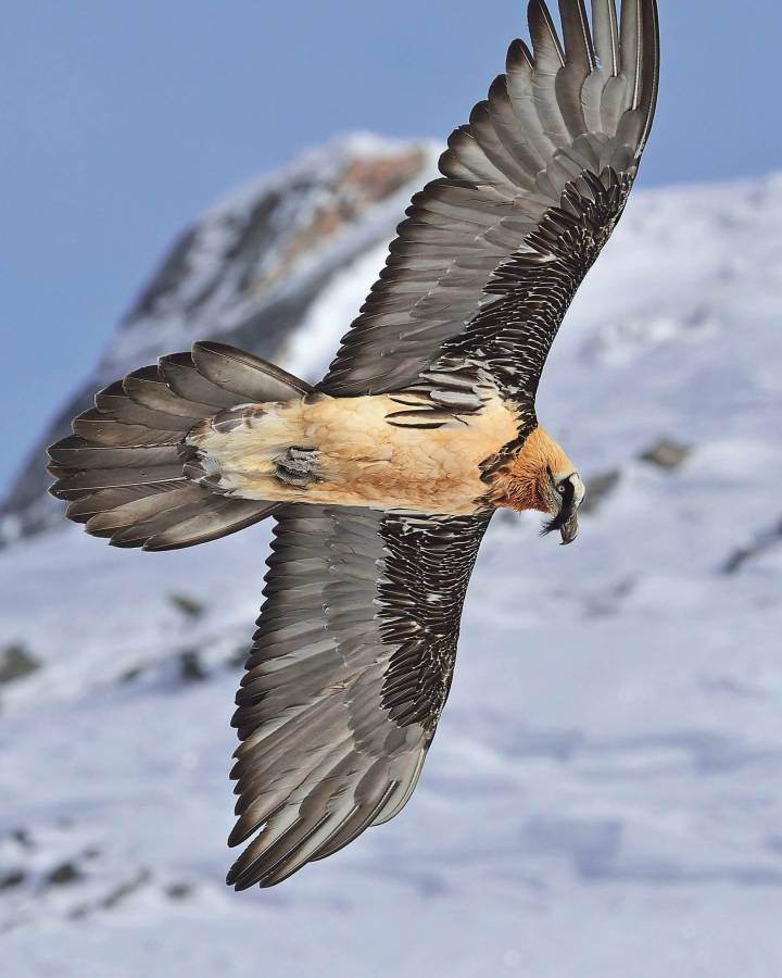 Gypaète sur Fly