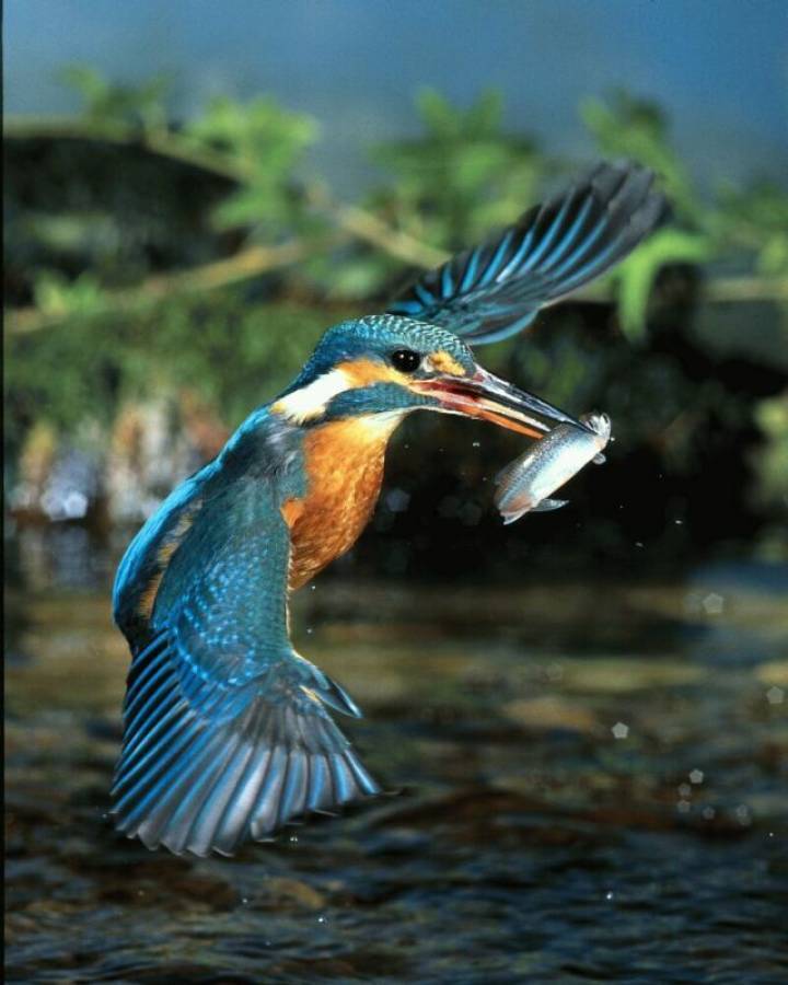 Ein Eisvogel schnappt einen Fisch