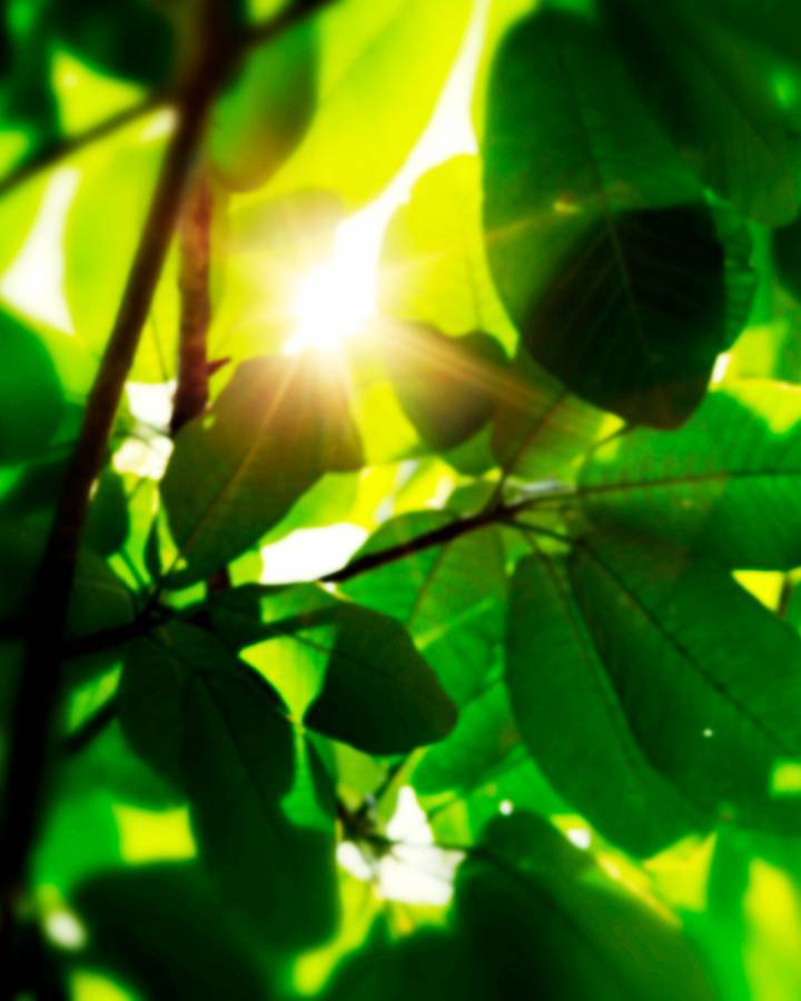 En regardant à travers les feuilles dans la forêt amazonienne