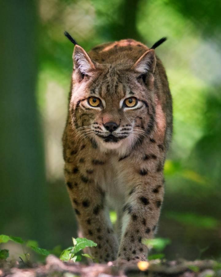 Lynx comme un chat ronronnant