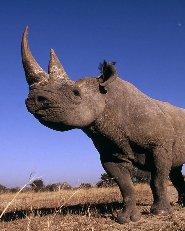 rinoceronte bianco africani