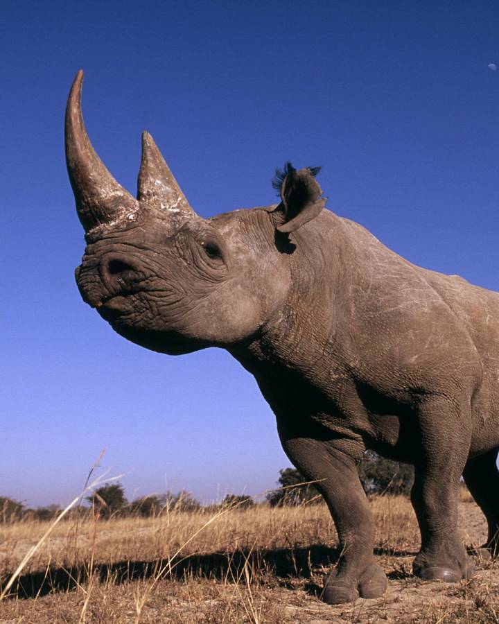 Afrikanisches Breitmaulnashorn