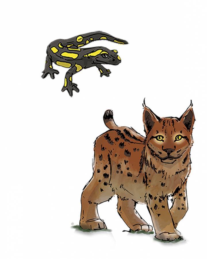 Illustration Luchs und Feuersalamander
