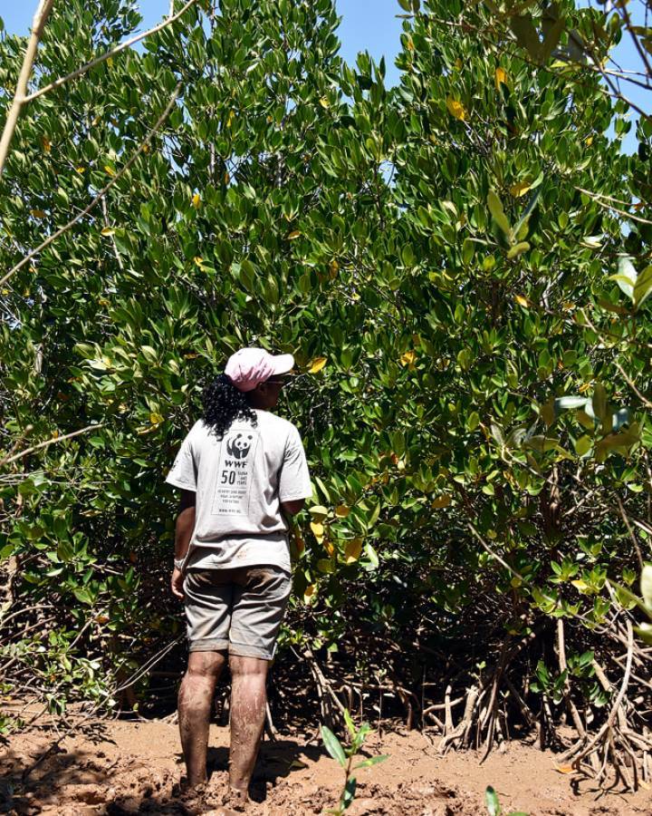 WWF-Mitarbeiterin in restauriertem Mangorvenwald