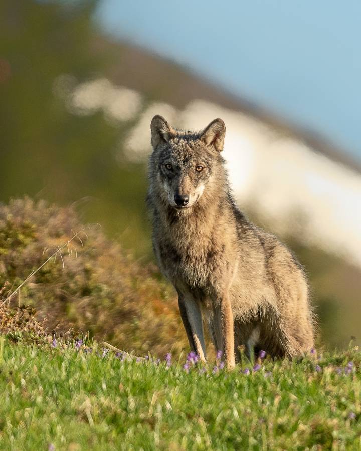 Calanda Wolf, Graubünden