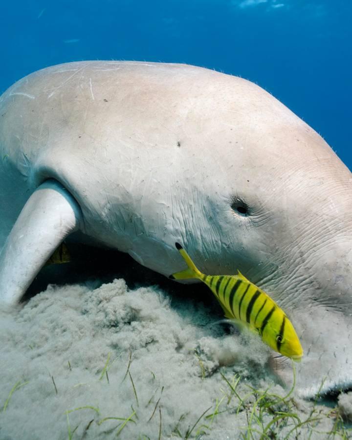 Dugong weidet auf Seegraswiese, Grosses Barriereriff, Australien