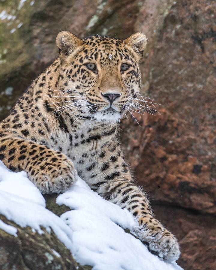 Persischer Leopard auf verschneitem Felsen