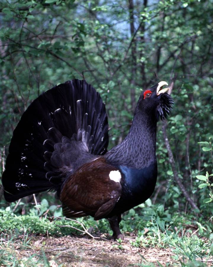 Ein Auerhahn im Wald