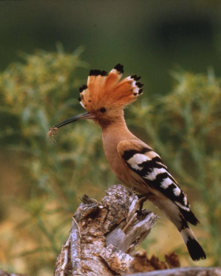 Wiedehopf auf einem Ast