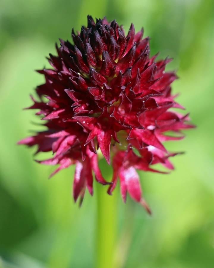 Nahaufnahme eines Männertreu