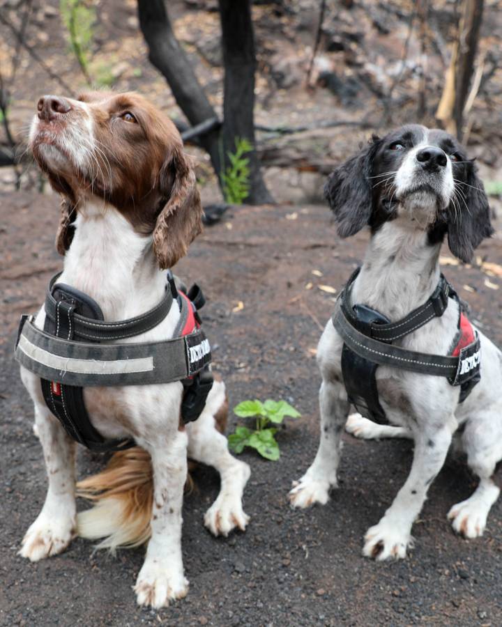 Taz (links) und Missy (rechts) spüren überlebende Wildtiere in Australien auf.
