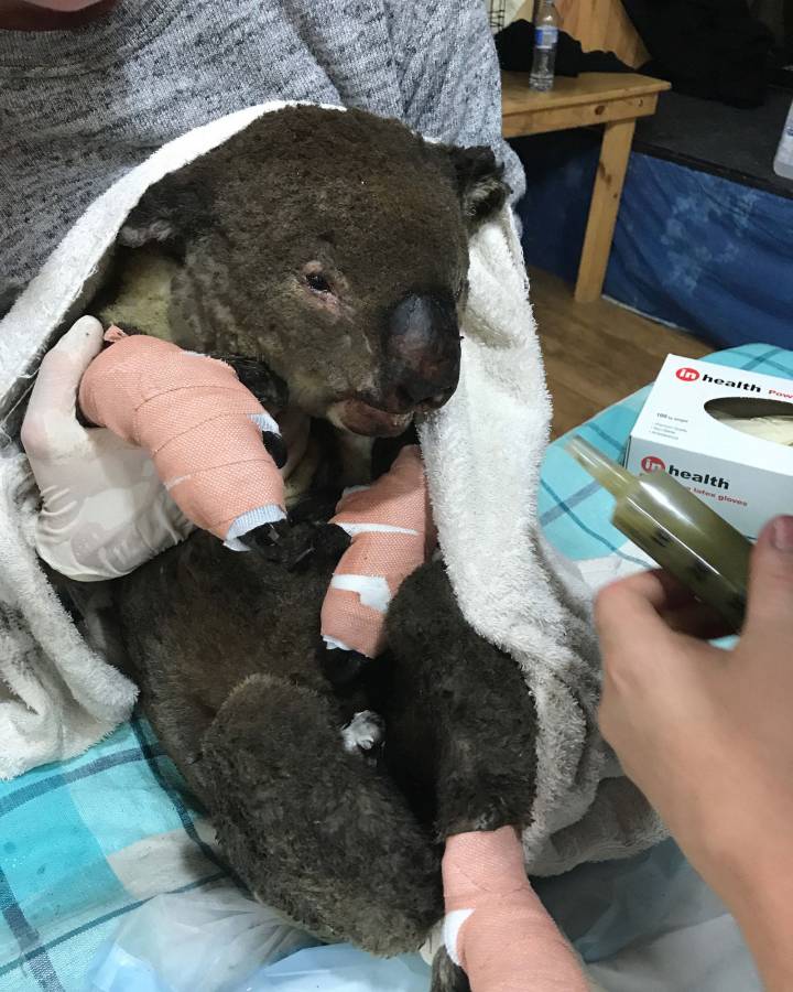 Behandlung eines verletzten Koalas.