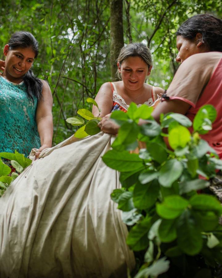 Frauen-Cooperative bei der Mate-Ernte in Paraguay