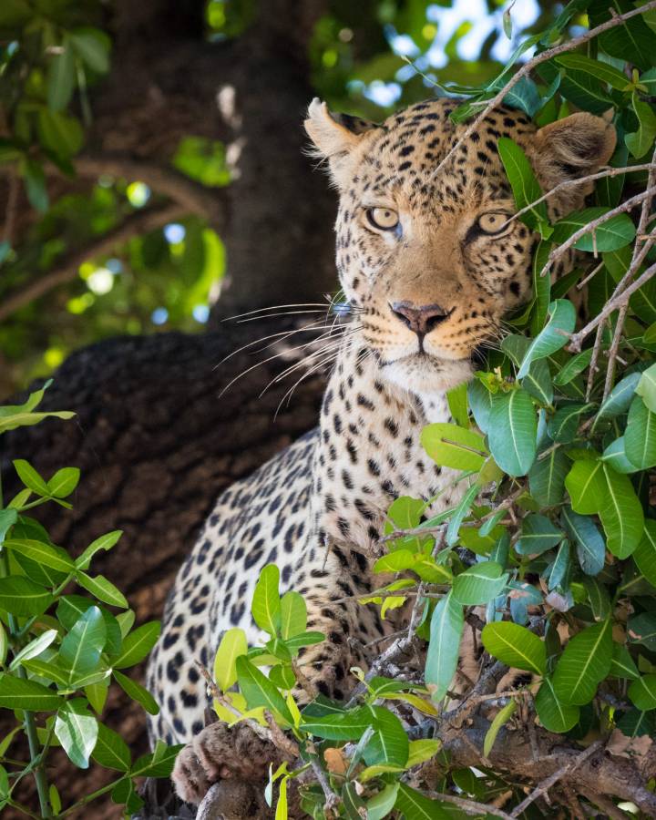 A sitting Leopard in the forest