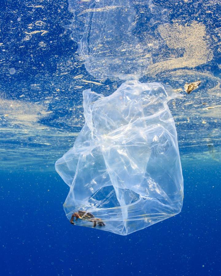 Krebs in Plastiksack im indischen Ozean