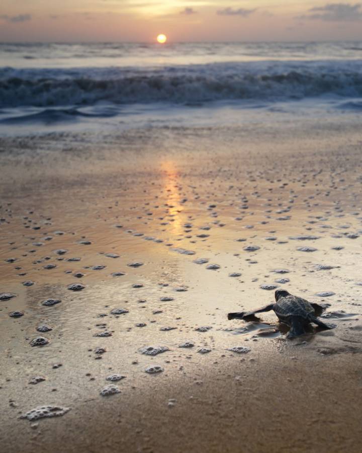 Leatherback Turtle Hatchling on a beach in Cayenne, French Guiana