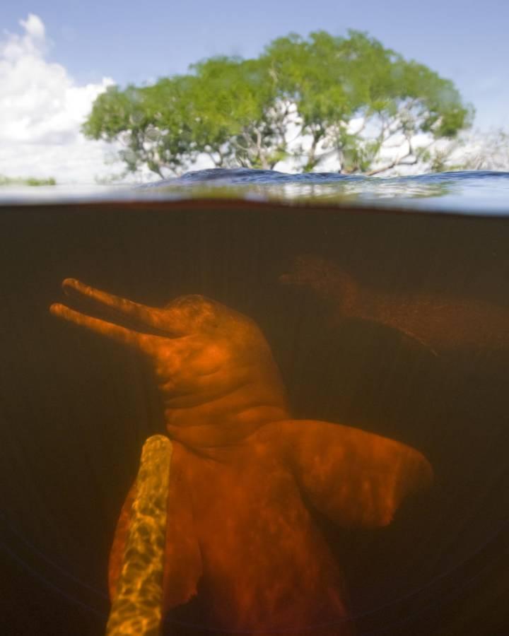 Amazonasdelfin in Rio Negro, Amazonas