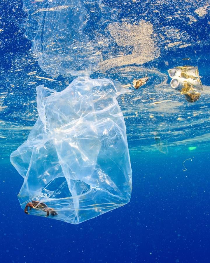 Krabbe, gefangen in einem Plastikbeutel