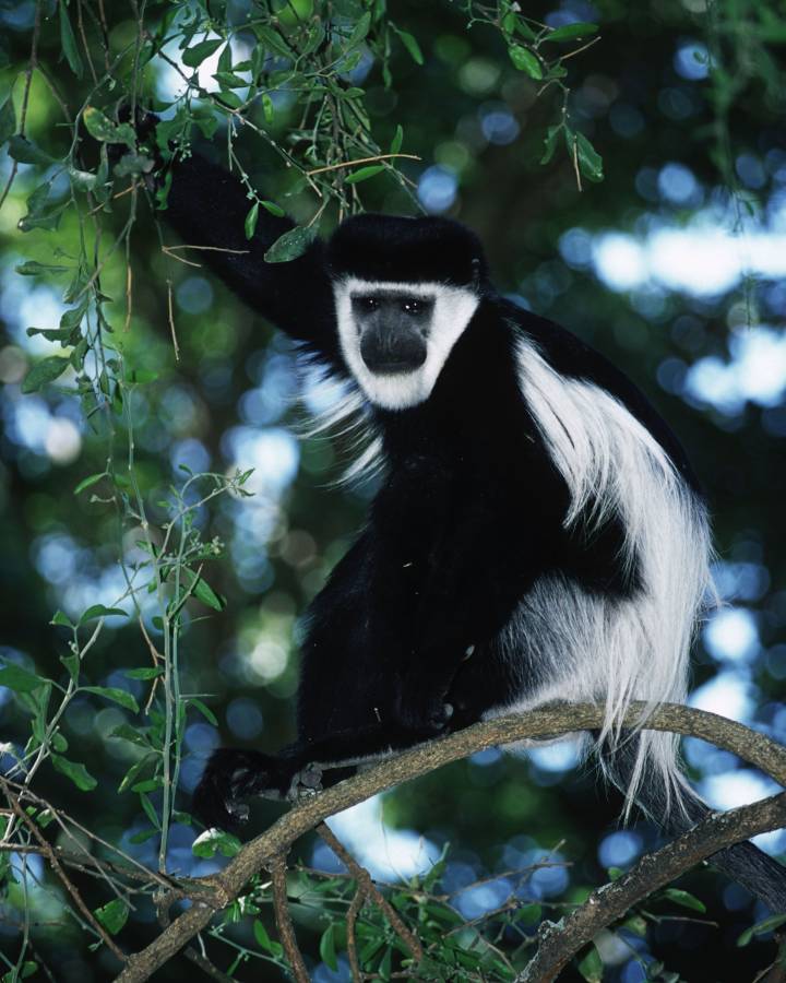 Schwarz-weisser Kolobus-Affe auf Baum