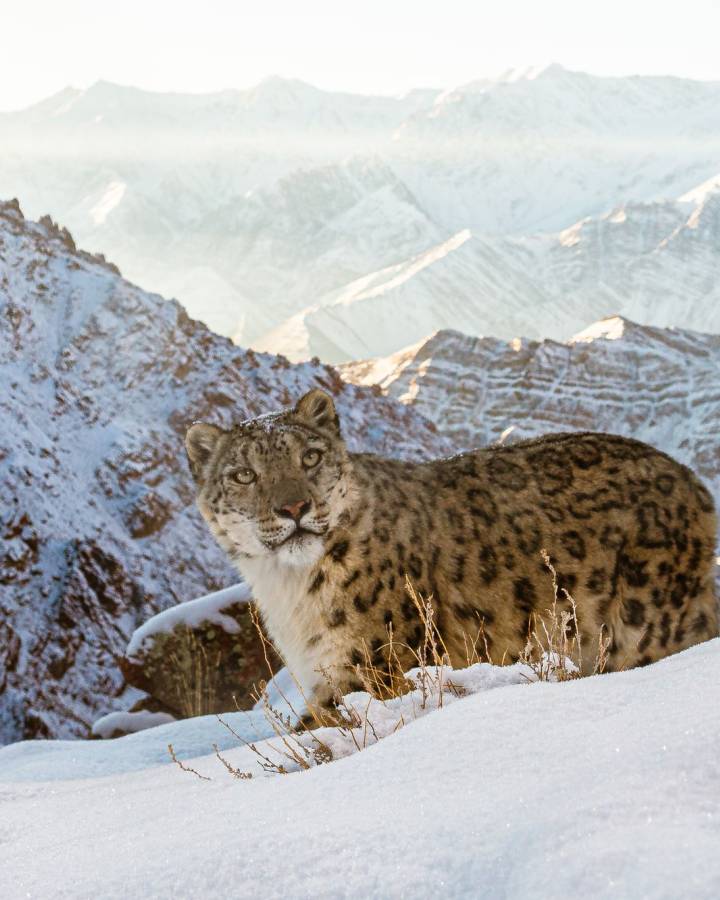A wild snow leopard triggers a  DSLR camera trap high up in mountains of Ladakh in the Indian Himalayas.