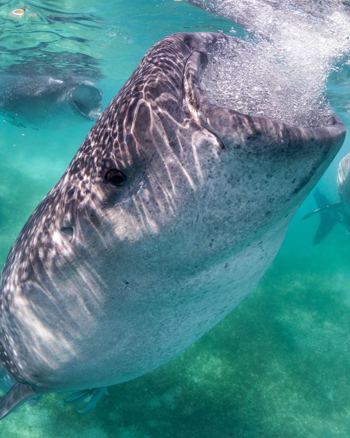 Un groupe de requins-baleines filtre l'eau de mer à la recherche de plancton