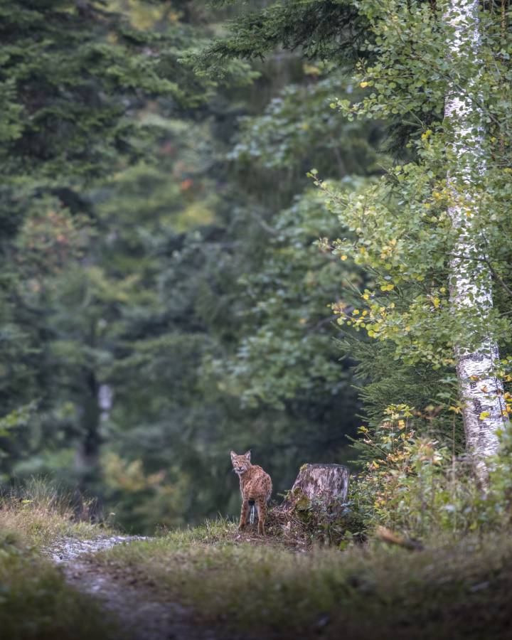 Luchs im Wald der über Schulter zurückblickt