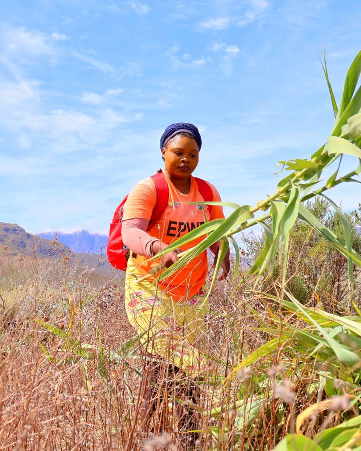 Fynbos