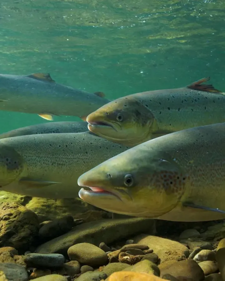 Lachse_schwimmen_im_Wasser